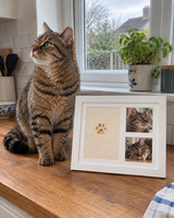 Tabby cat beside a paw print frame by a kitchen window